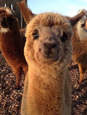 A smiling Alpaca