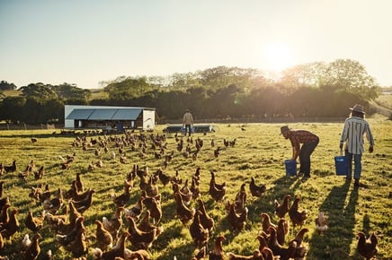 Hen farm