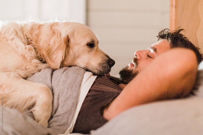 Dogs give you comfort