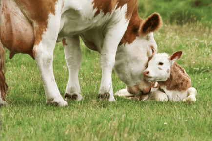 A cow and her calf