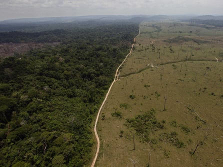 Picture of Jungle from top