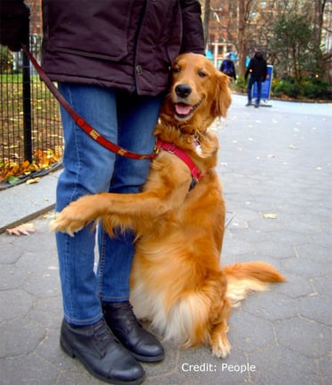 Dogs are best friends of human